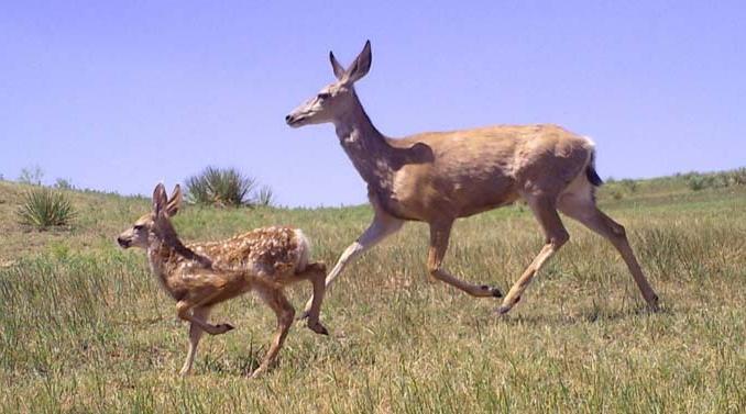 骡鹿、母鹿和小鹿——由跟踪摄像机拍摄的照片