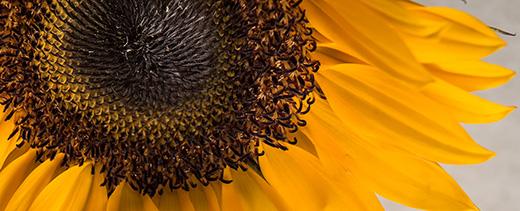 This is a close-up image of a sunflower. 